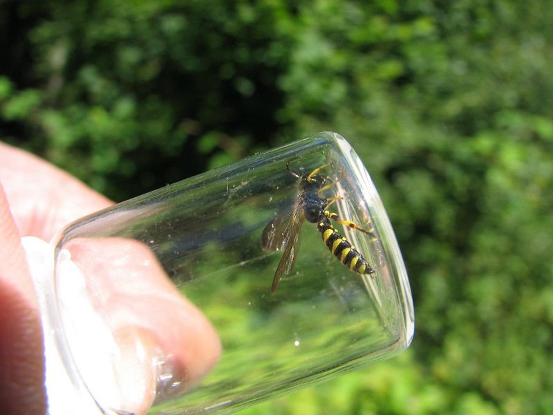 6430 Hyménoptère Shecidae ..
